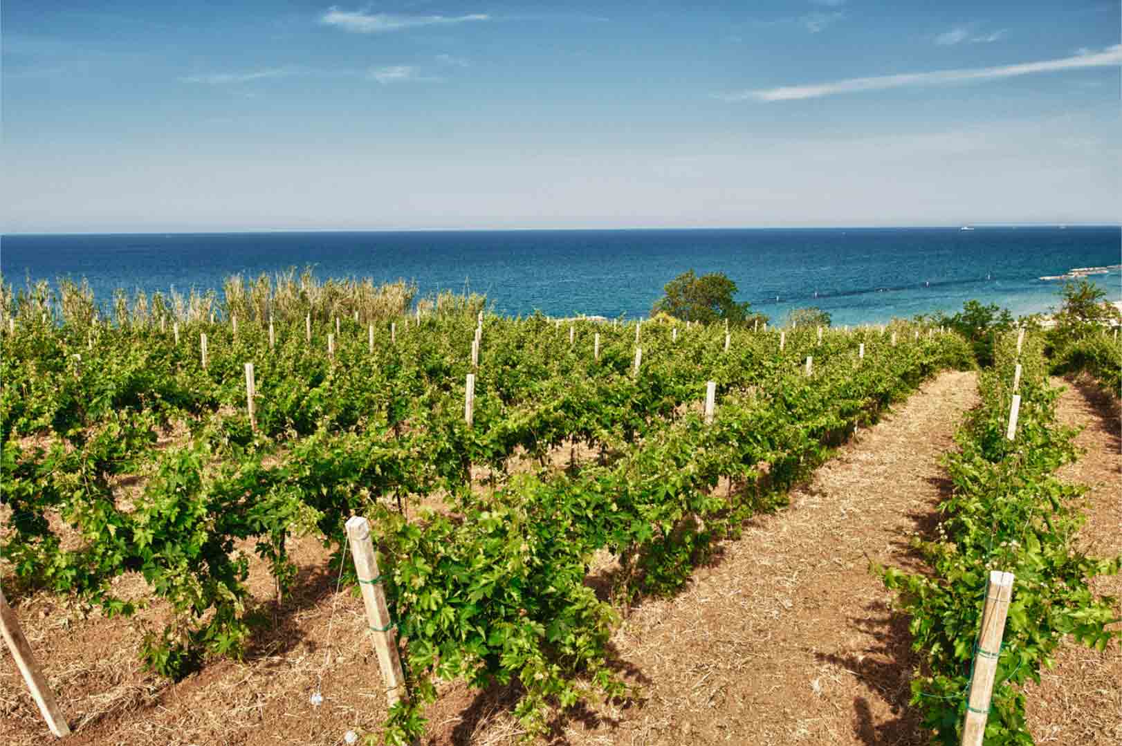 Tenuta Ulisse – Dietro un grande vino c’è  un Grande Territorio, l’Abruzzo con i suoi vitigni